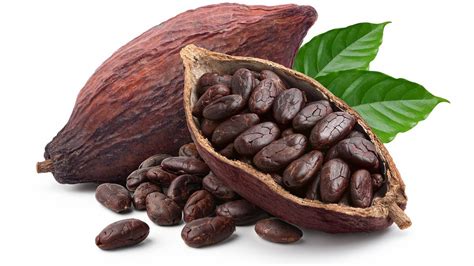 cacaobean onlyfans
